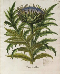 Artischocke Litho